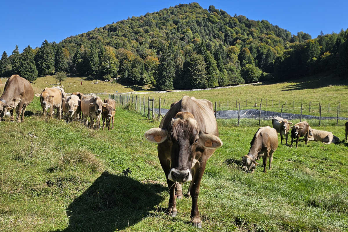 Mucche al pascolo al Passo Nota